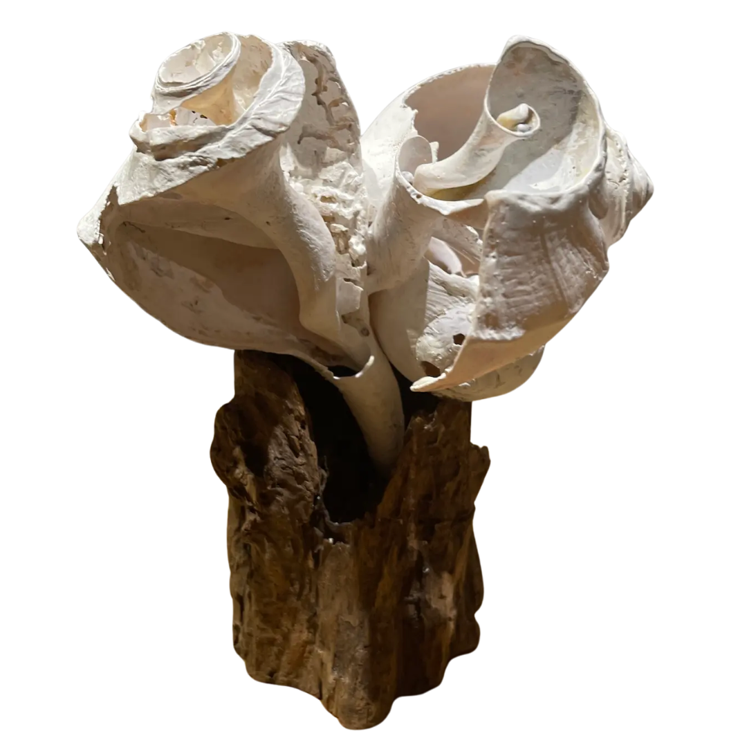 The Tide’s Vanishing Script Nantucket Shell Sculpture