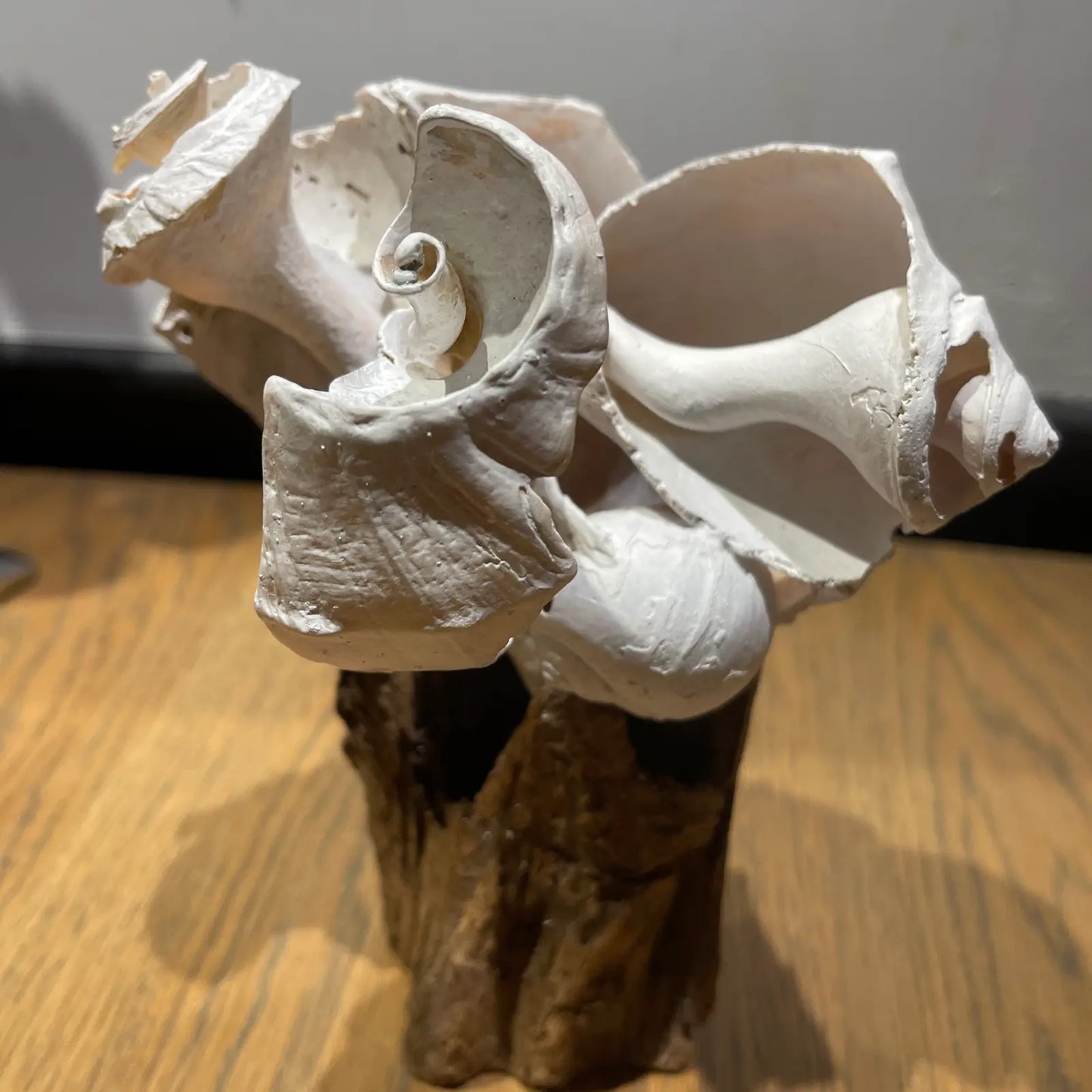 The Tide’s Vanishing Script Nantucket Shell Sculpture